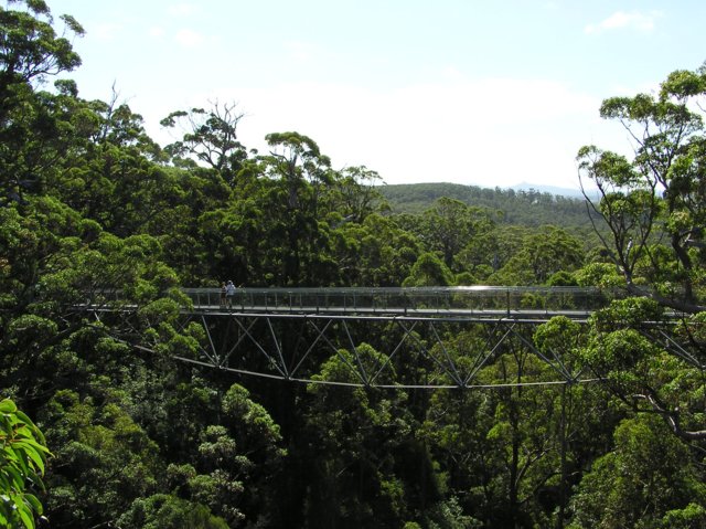 top_tree_walk3.jpg