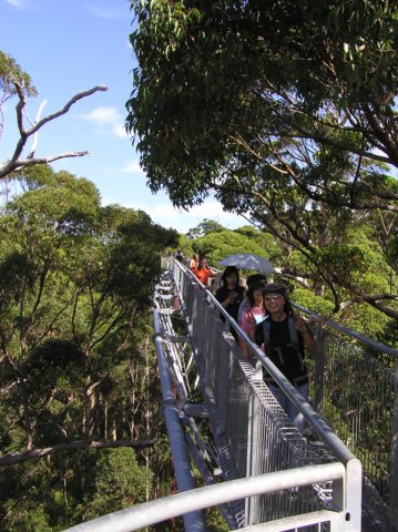 top_tree_walk4.jpg