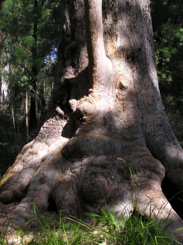 top_tree_walk5.jpg