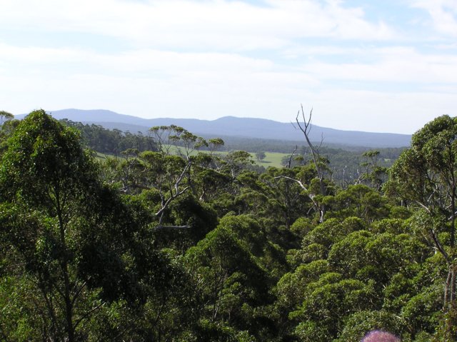 top_tree_walk__aussicht.jpg