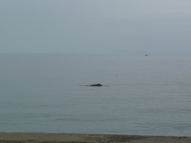 p1000420.jpg